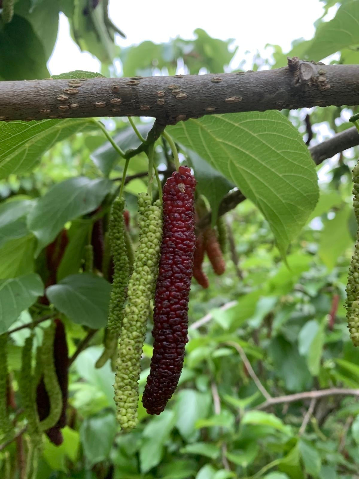 香港🇭🇰有機種植新鮮長果桑Himalayan Mulberry盒裝140g