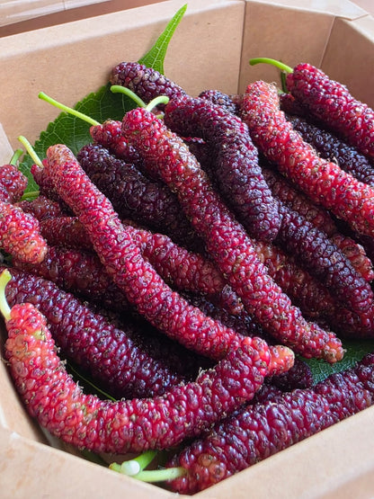 香港🇭🇰有機種植新鮮長果桑Himalayan Mulberry盒裝140g