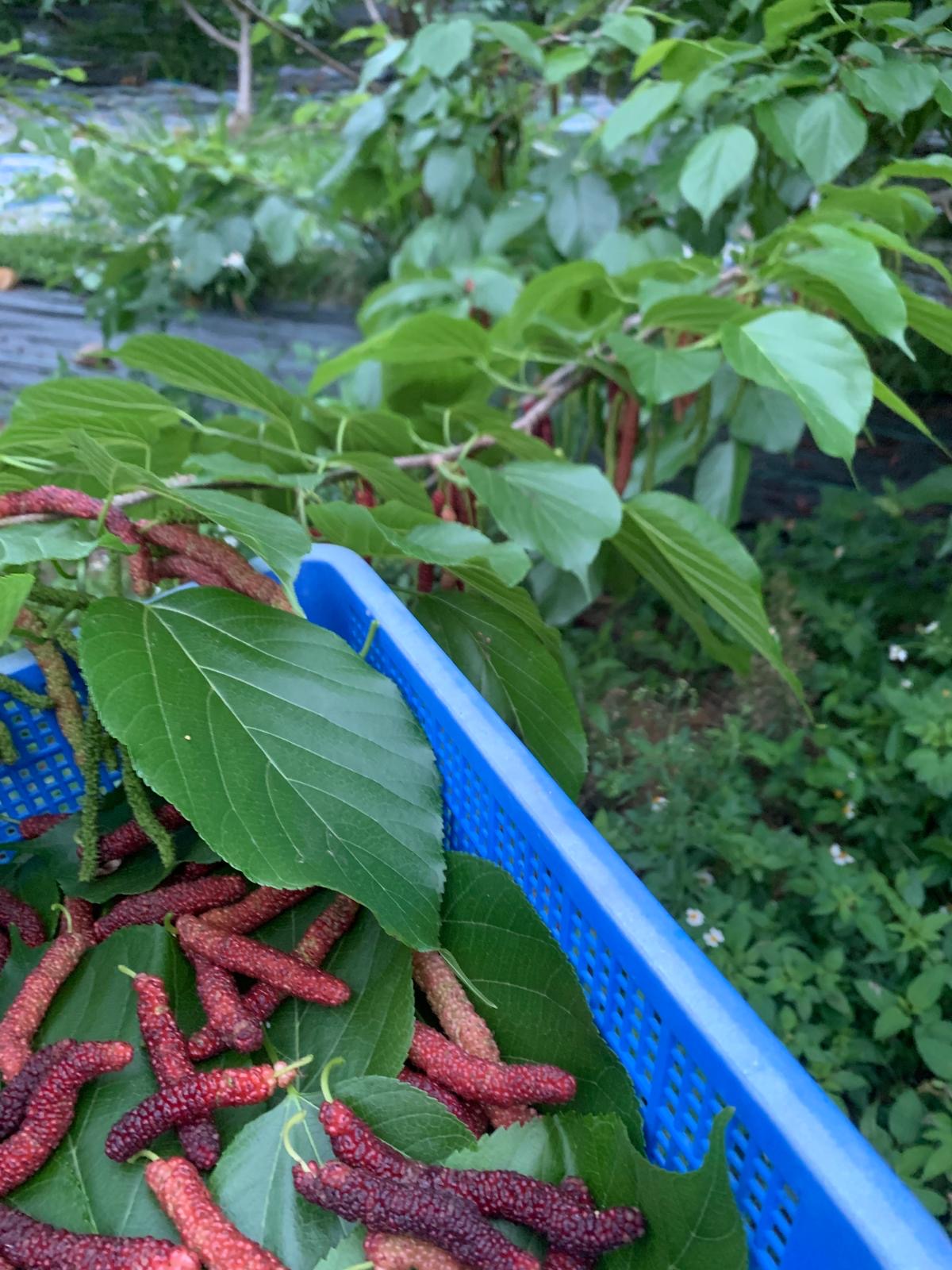 香港🇭🇰有機種植新鮮長果桑Himalayan Mulberry盒裝140g
